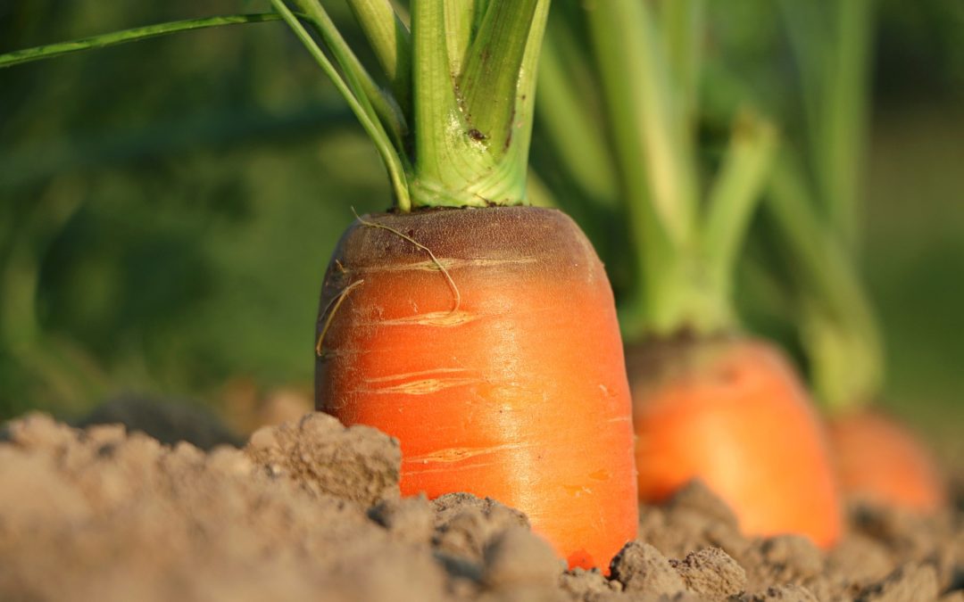 L’histoire de la carotte