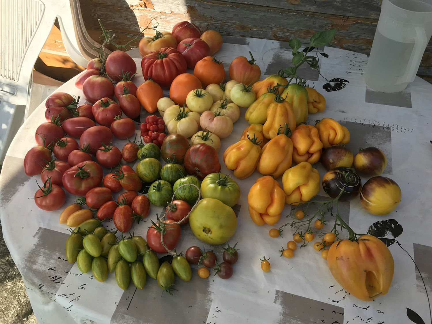tomate variétés anciennes permaculture 
