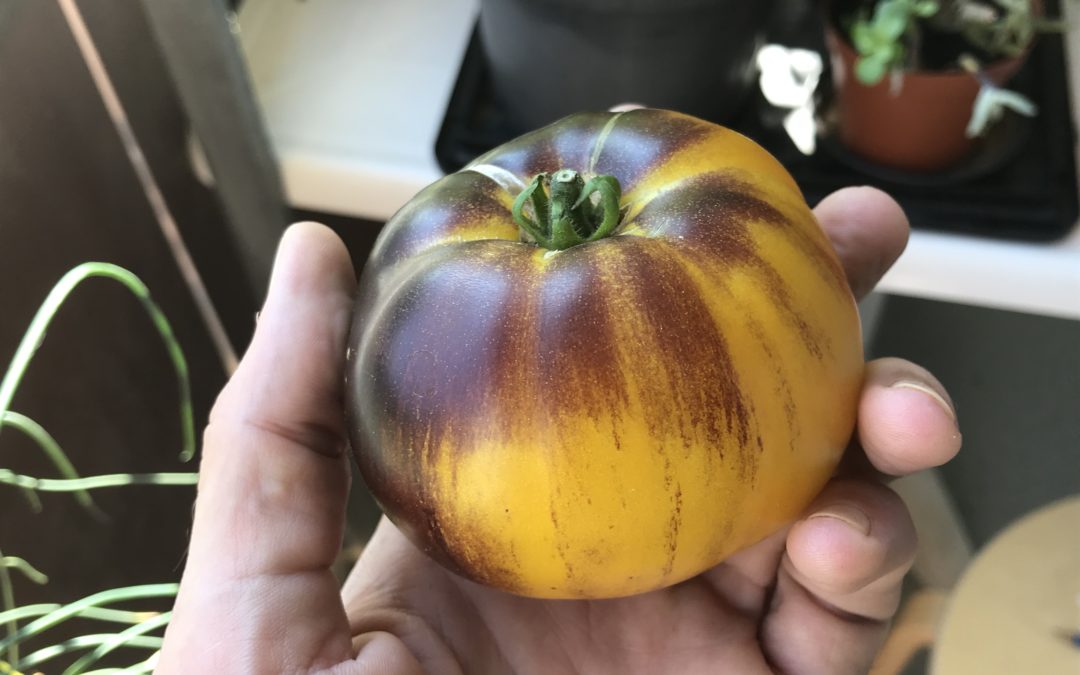 L’histoire de la tomate