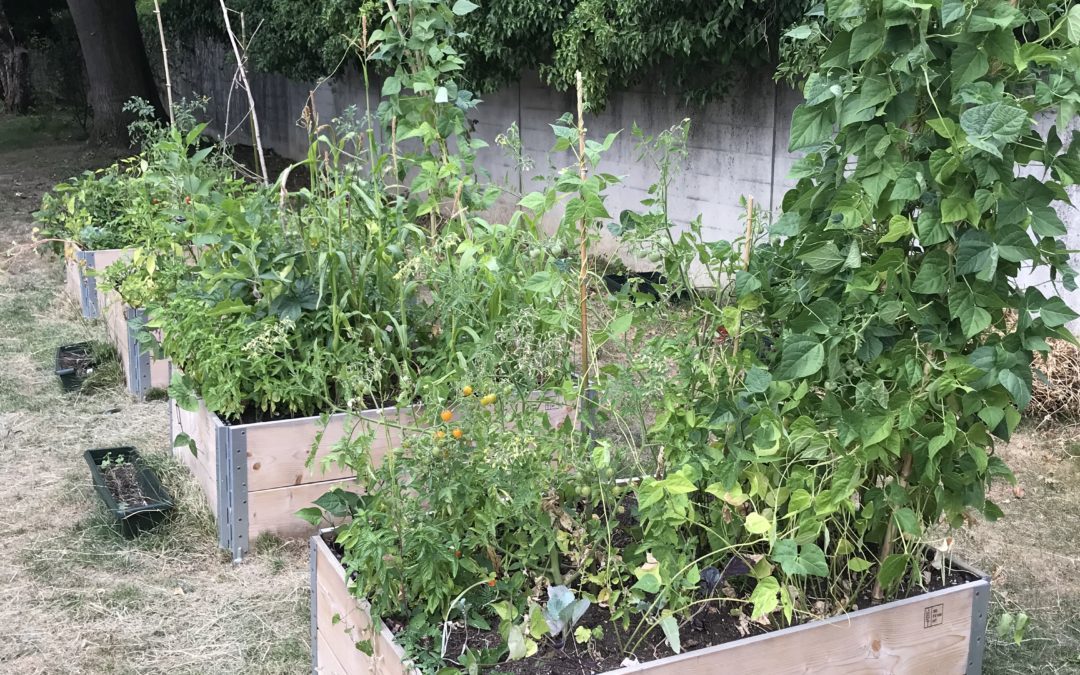 Potager scolaire de l’école de la Golette