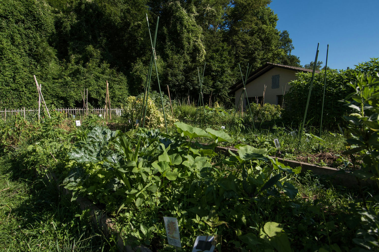 graine de carotte, jardin bio, jardinage suisse, potager urbain