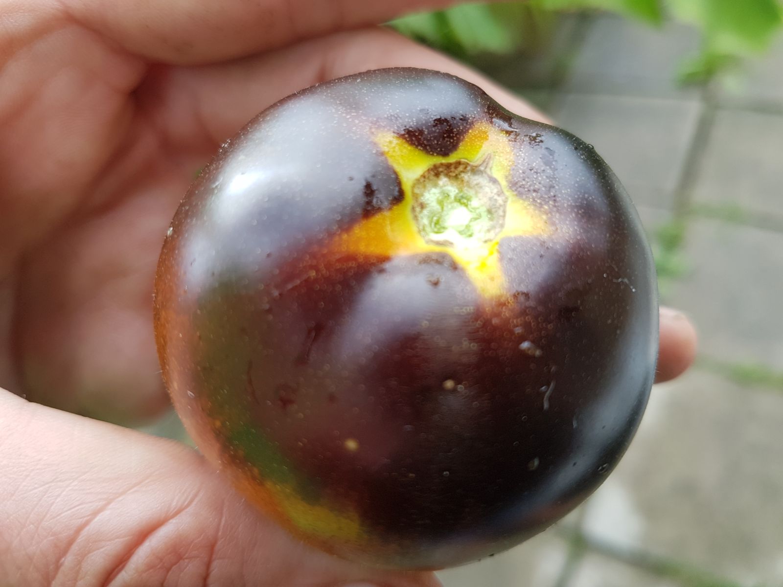 tomate OSU P20, permaculture Genève, semences reproductibles à vendre