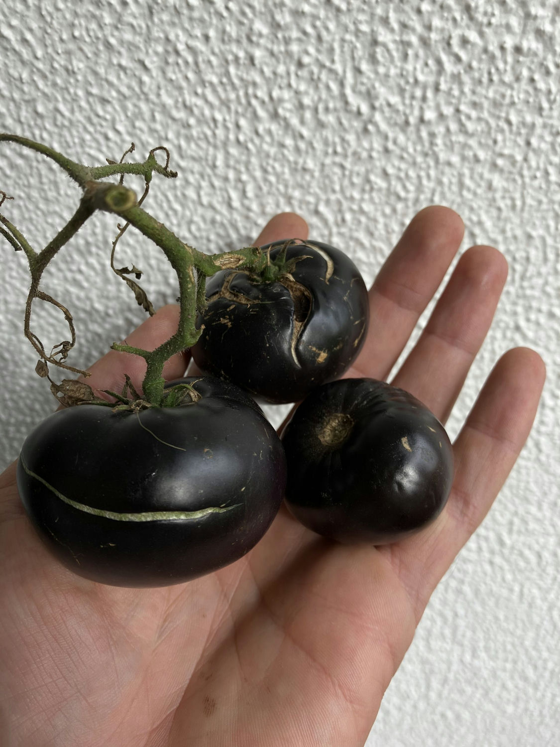 tomate La Cadéro de Bruno Fournier, permaculture Genève, semences bio et reproductibles à vendre
