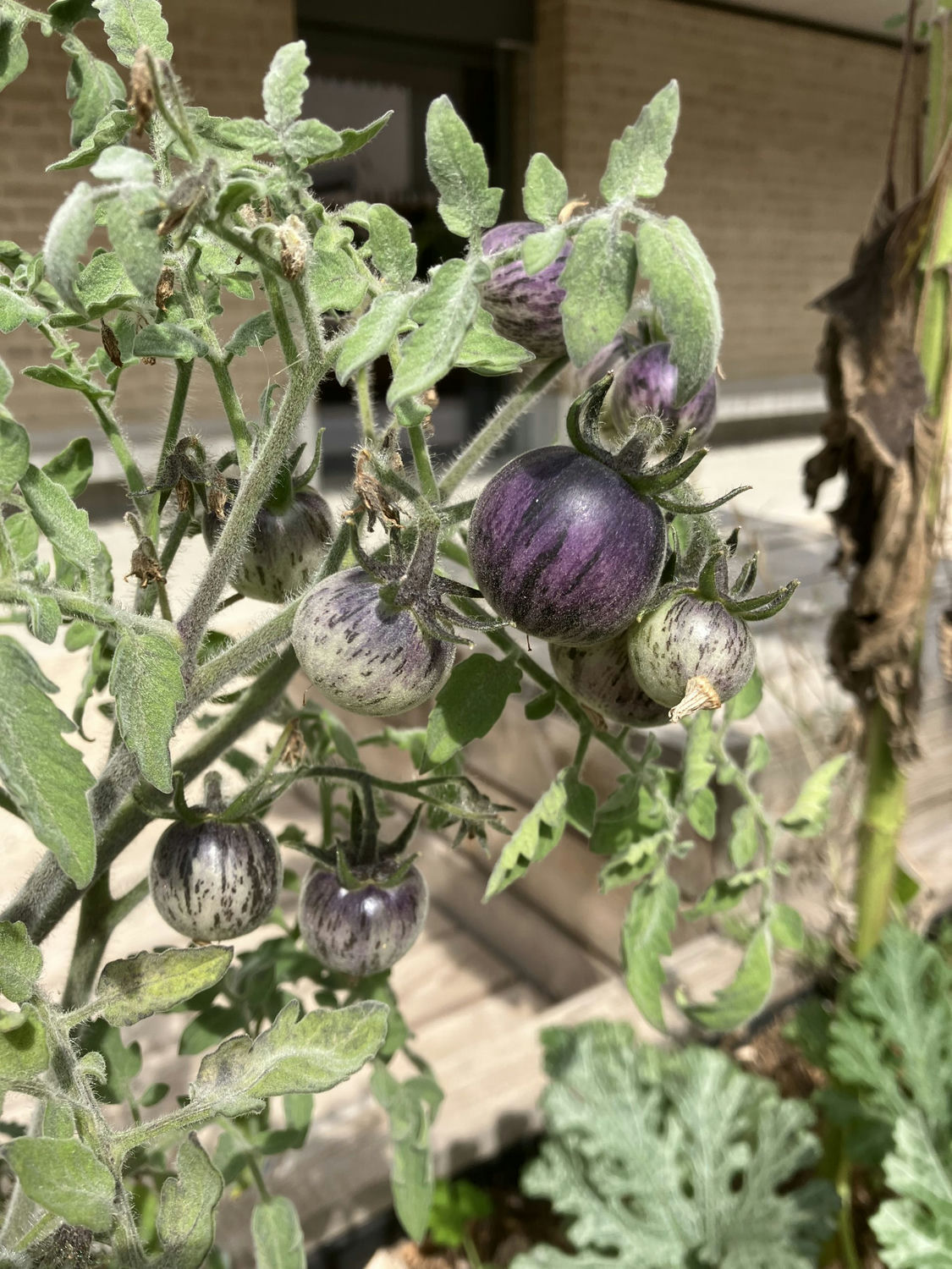 tomate primary colors angora, permaculture Genève, semences bio et reproductibles à vendre