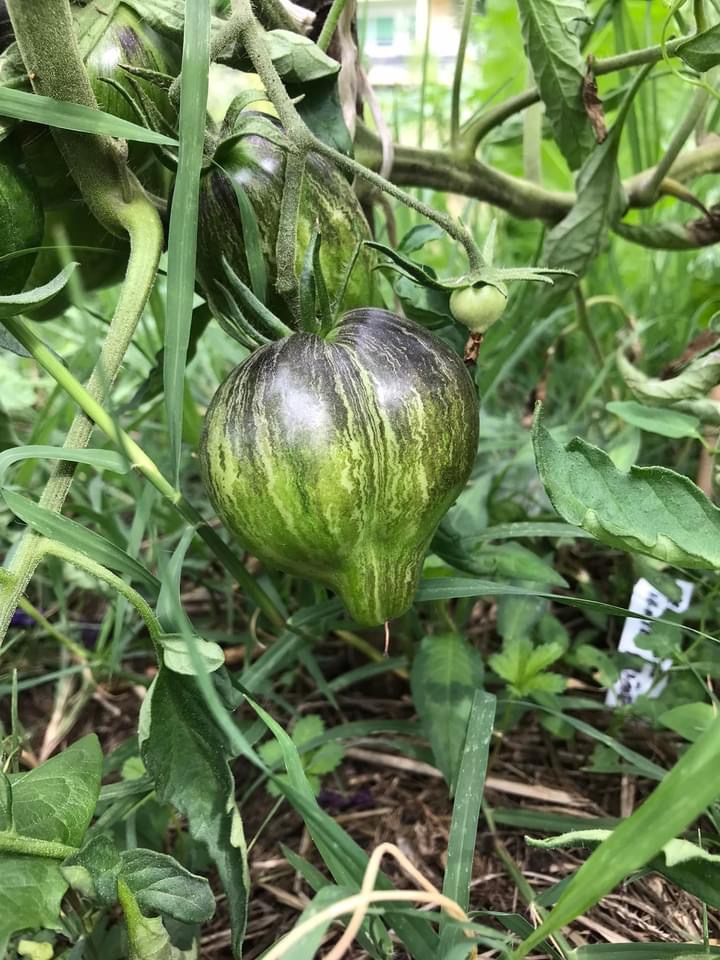 tomate Rebel star fighter, permaculture Genève, semences reproductibles à vendre