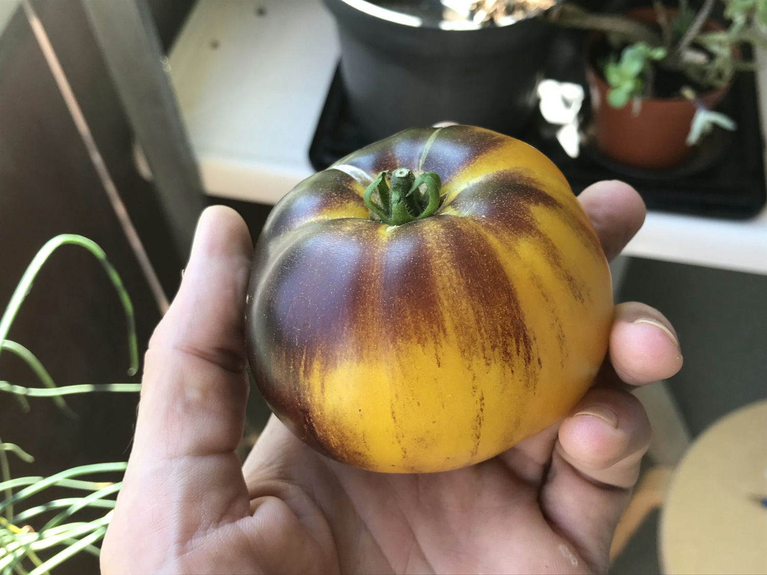 tomate wolverine, permaculture Genève, semences reproductibles à vendre
