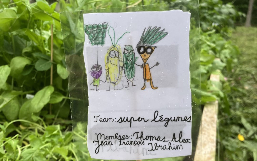 Potager scolaire école des crêts à Genève. La permaculture s’invite à l’école!