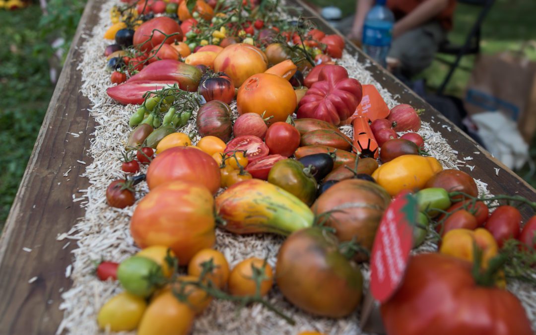 La tomate de A à Z – Conférence gourmande au Jardin Alpin – 21 Sept 2024