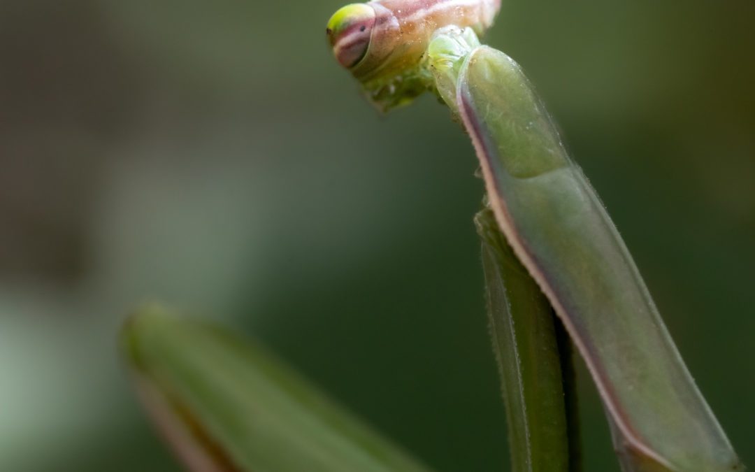 Courses d’écoles Nature à Genève