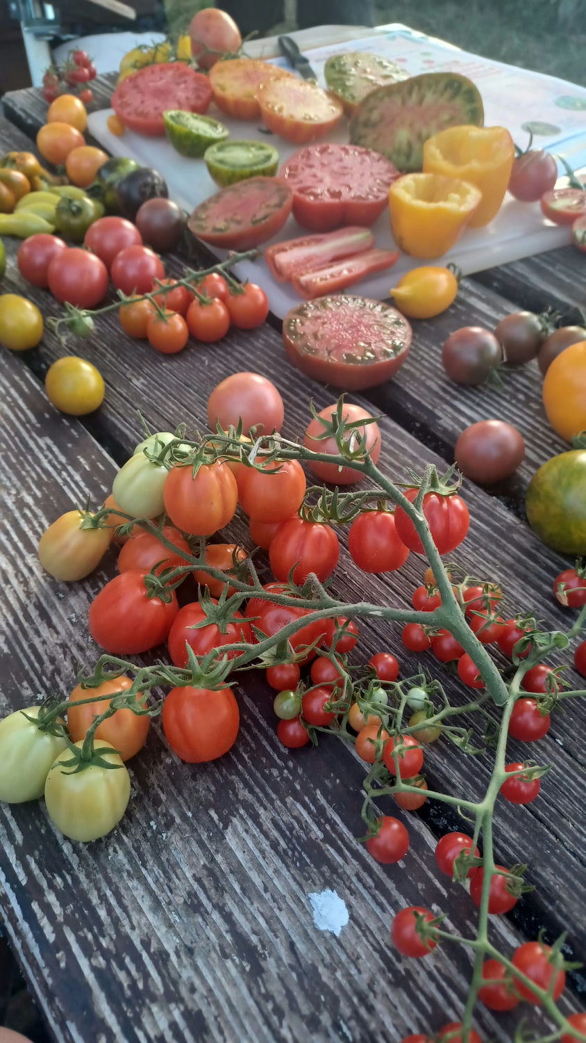 Atelier tomate, découverte tomate, dégustation tomates