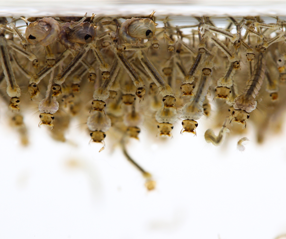 larves de moustiques qui nagent plan d'eau