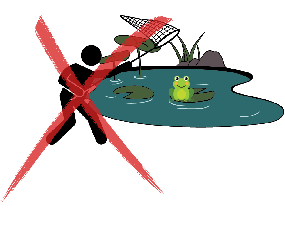 Pèche interdite des grenouilles menacées 