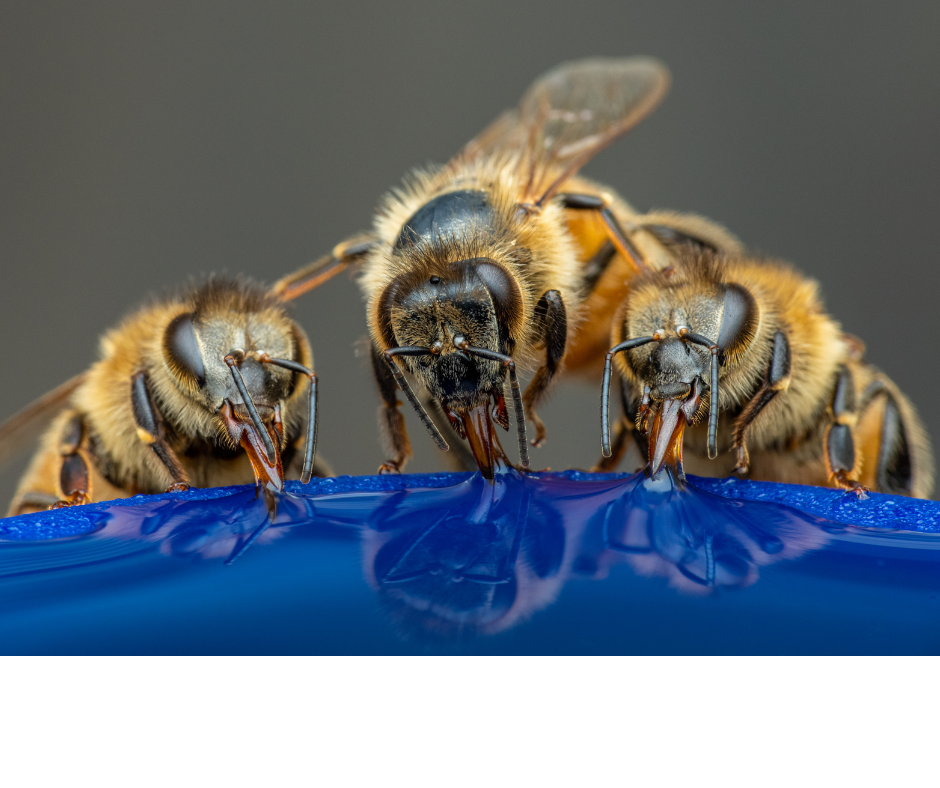 abeilles au jardin soif