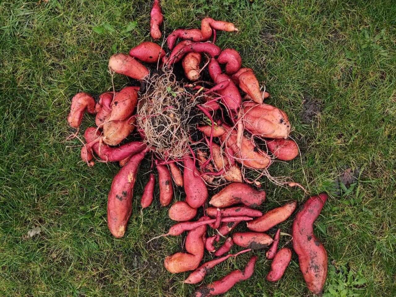 Cultiver la patate douce. Le légume idéal pour les jardins en permaculture ! Graine de carotte