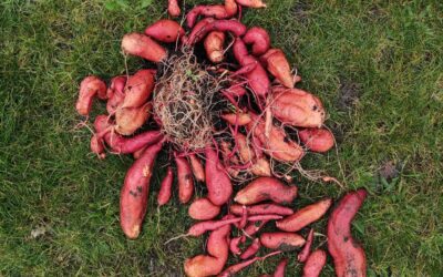 Cultiver la patate douce. Le légume idéal pour les jardins en permaculture !