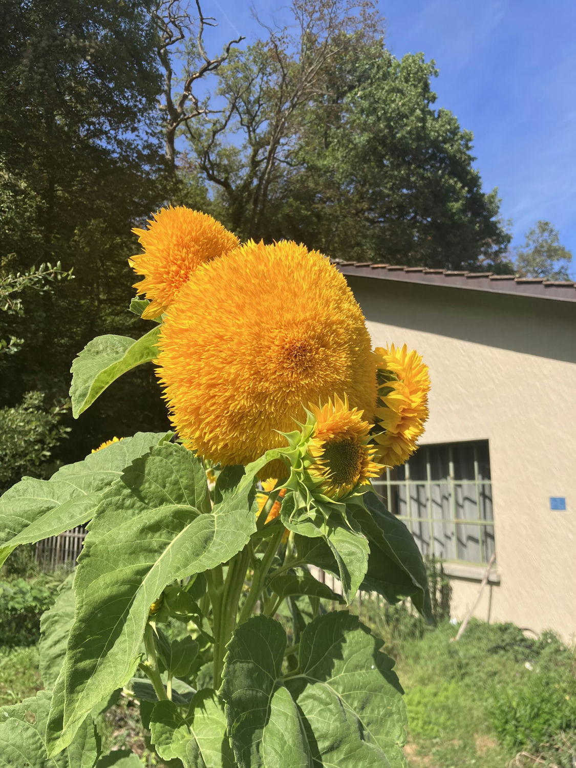 permaculture geneve. tournesol teddy bear