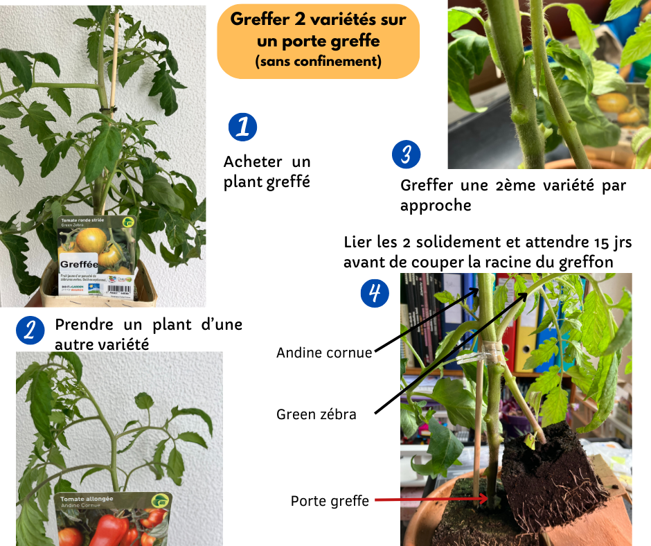 greffer 2 variétés de tomates sur un plant