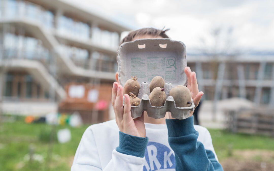 Le projet patate à l’école des Vergers – Meyrin