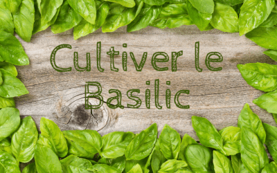 Cultiver le basilic. Le guide complet de l’aromatique incontournable des potagers en permaculture