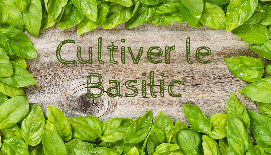 Cultiver le basilic. Le guide complet de l’aromatique incontournable des potagers en permaculture