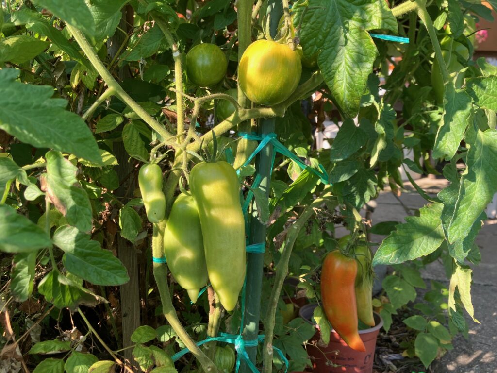 tomate greffée multi fruit 