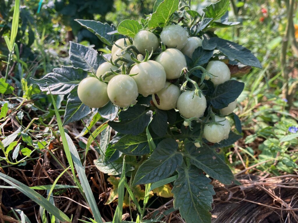 tomate micro naine (micro Dwarf)