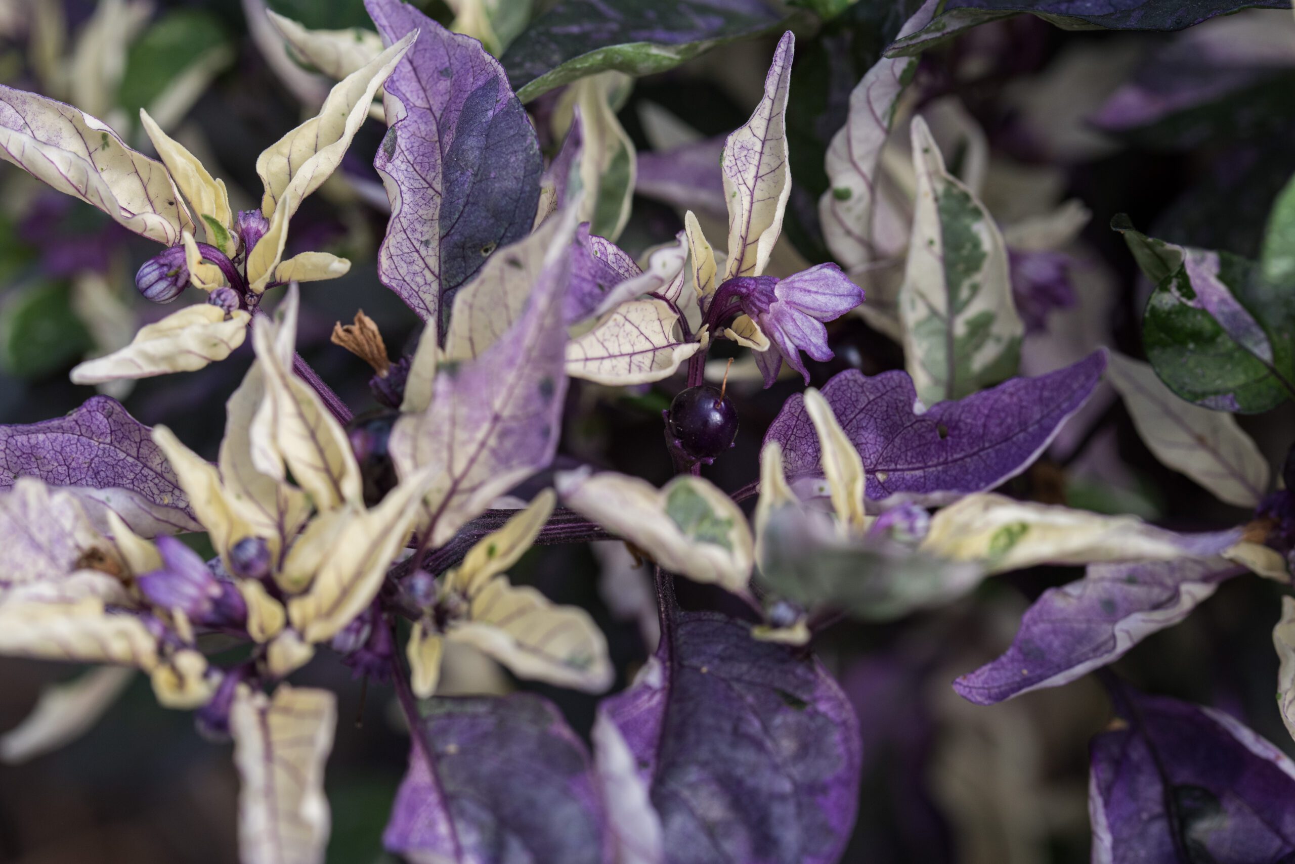 variegated pepper