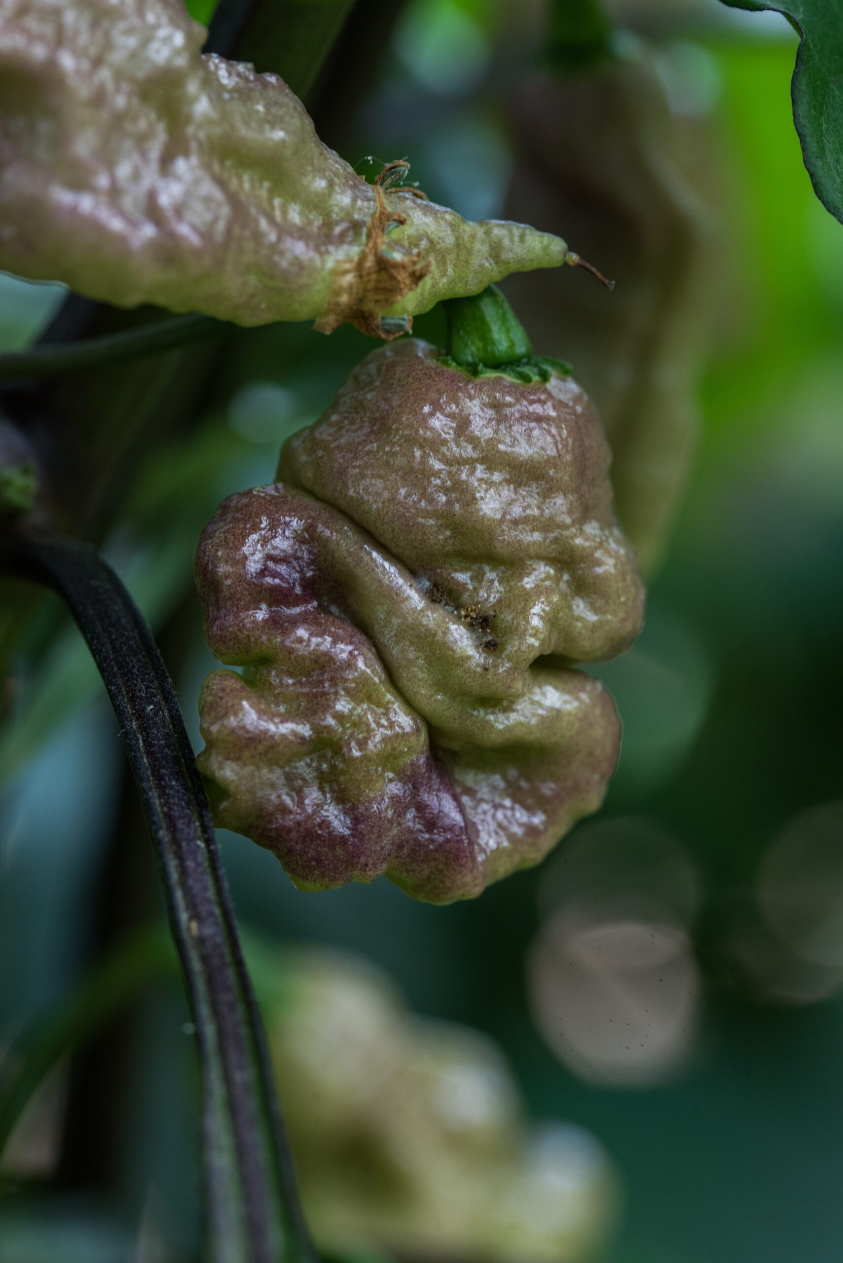 pepper eating contest. red tiger pepper 