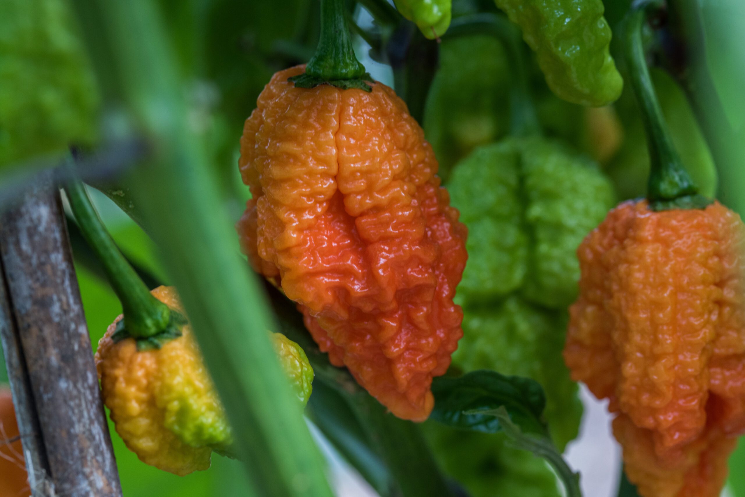 pepper-eating contest 2025