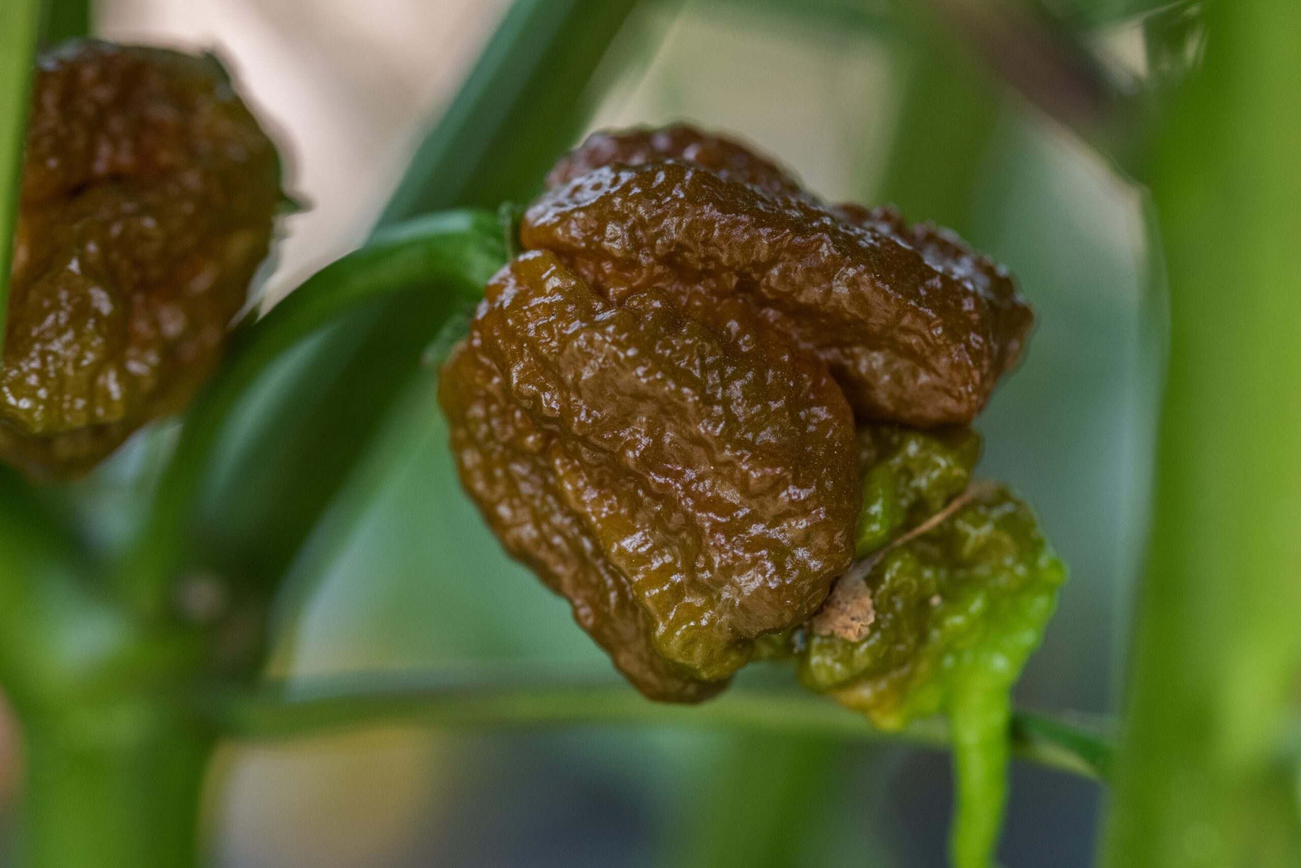 pepper-eating contest 2025