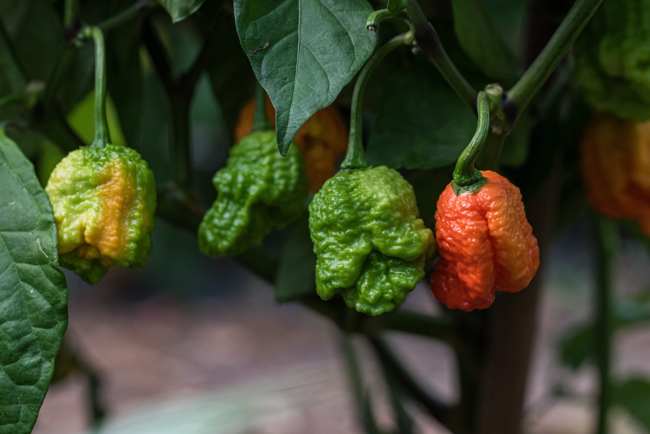 pepper-eating contest