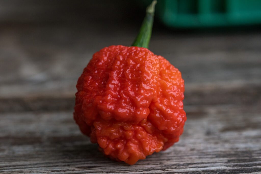 concours de mangeur de piment. carolina reaper