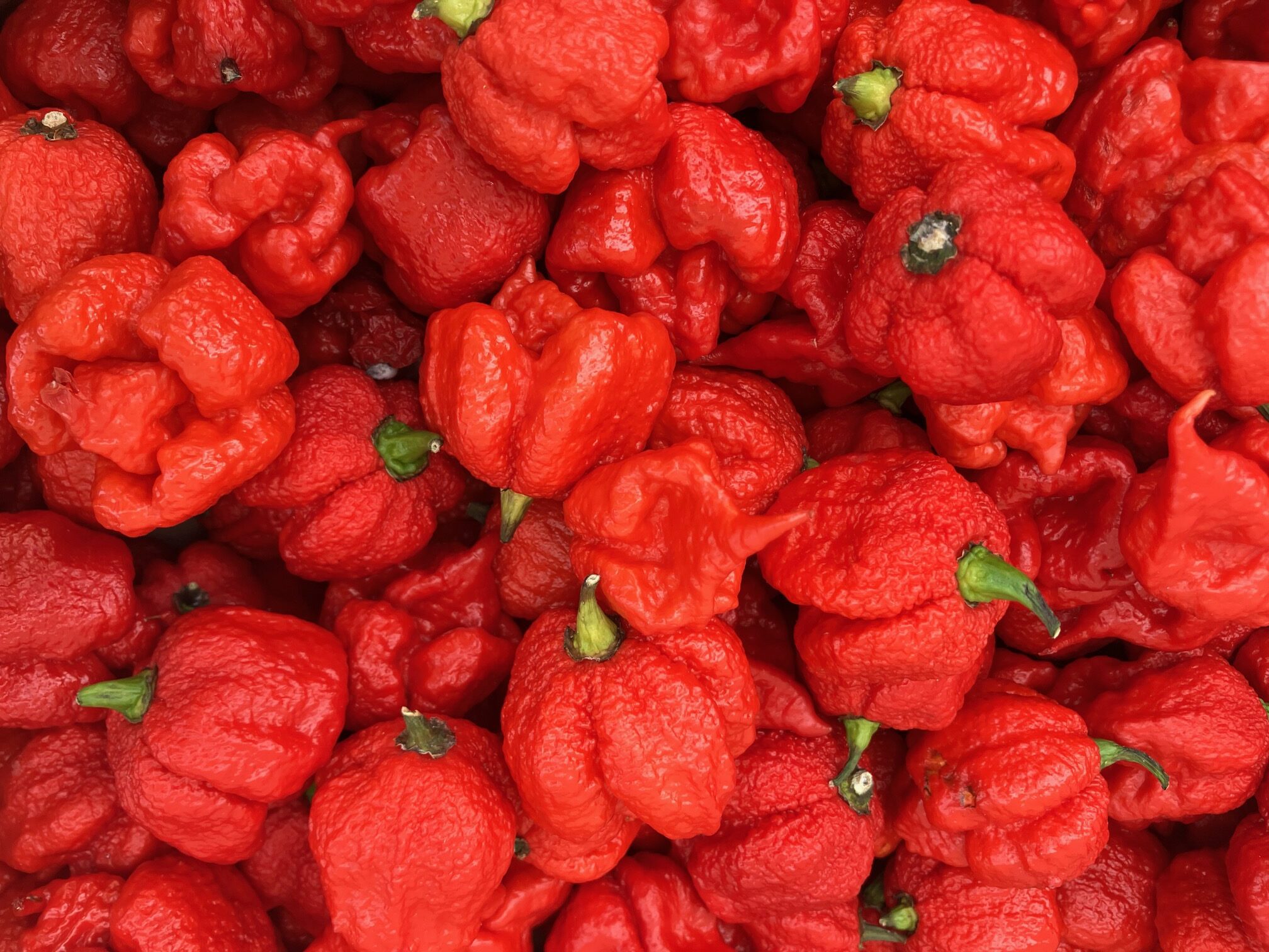 pepper-eating contest  