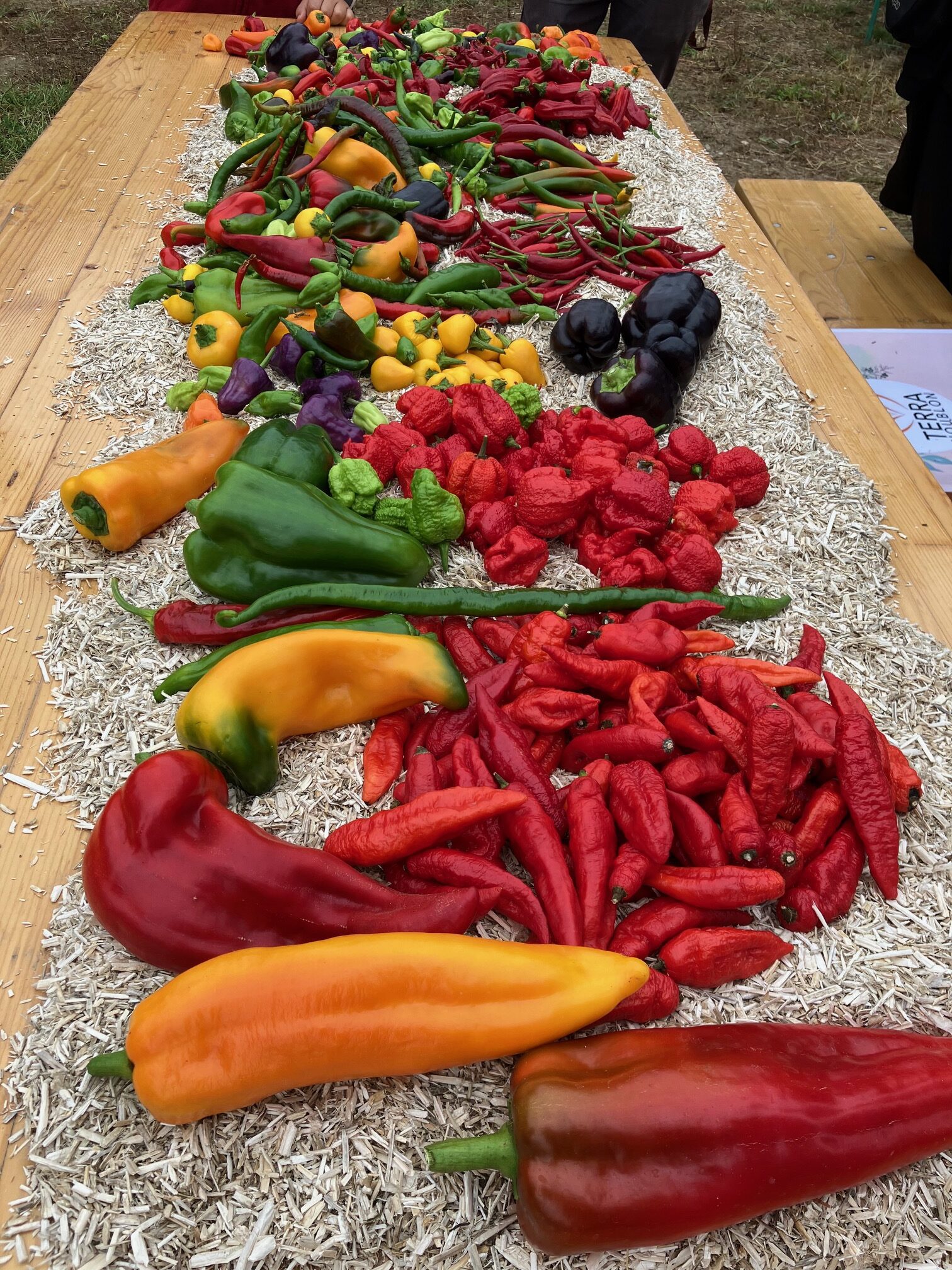 pepper-eating contest