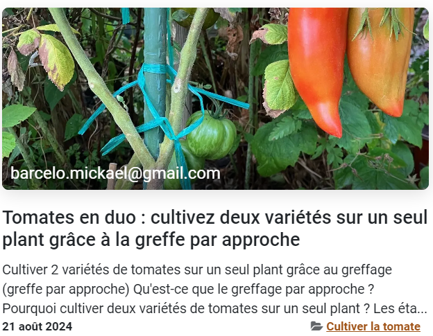 Greffer deux variétés de tomates sur un plant