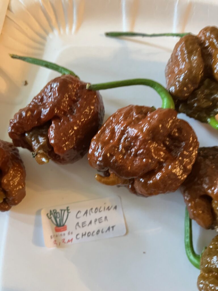 piment Carolina reaper chocolat