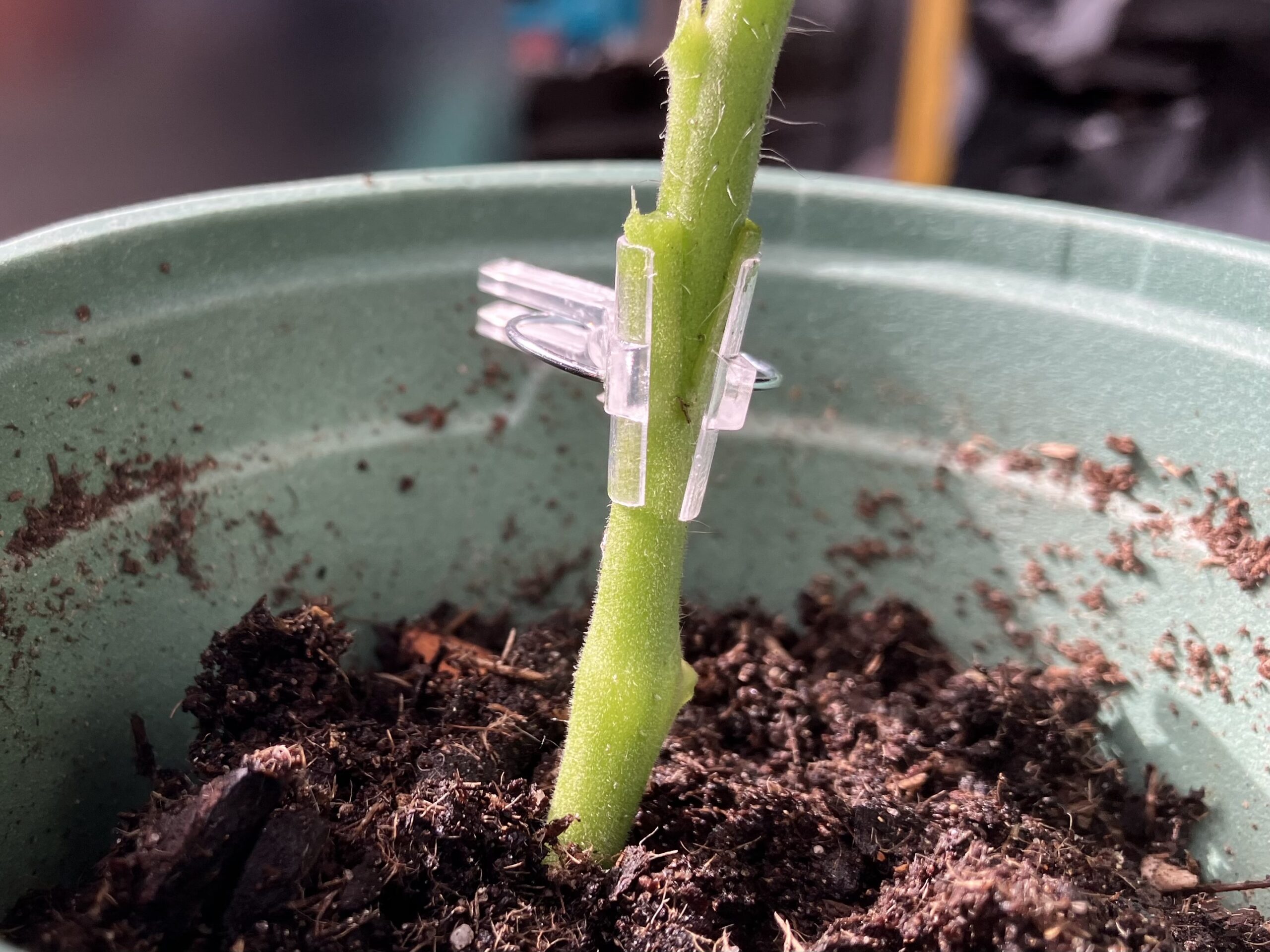 apprendre à greffer les tomates