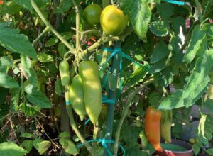 tomate cornue des andes greffée sur green zébra