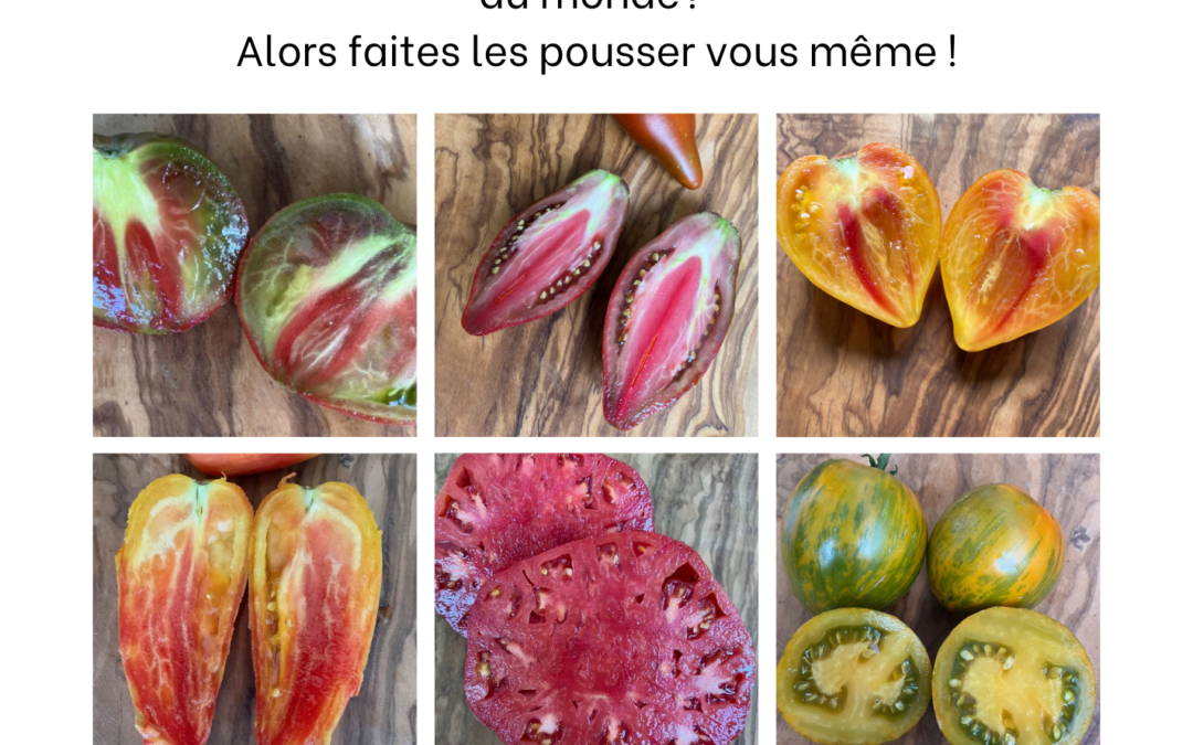Notre catalogue de tomates
