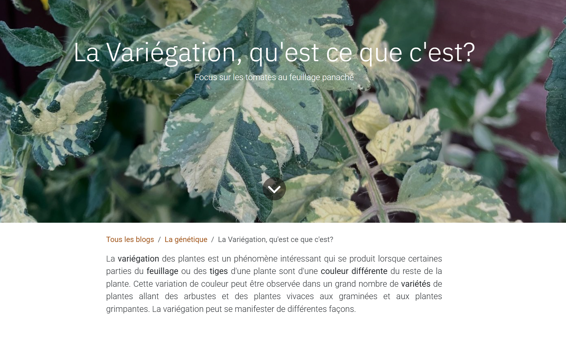 lire notre article sur la variégation 