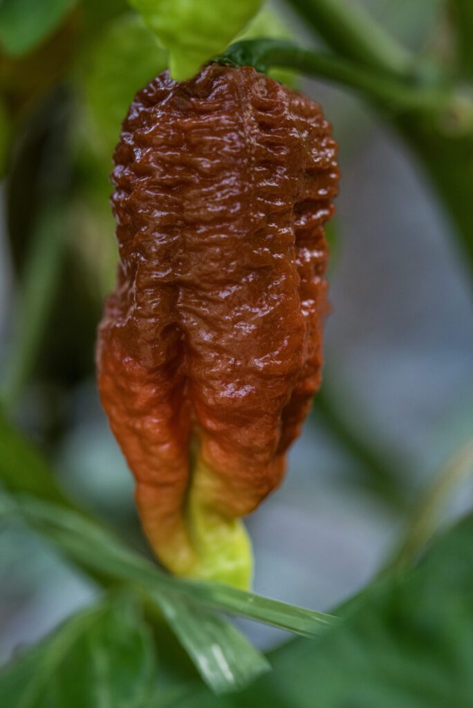 piment Brown Bhutlah