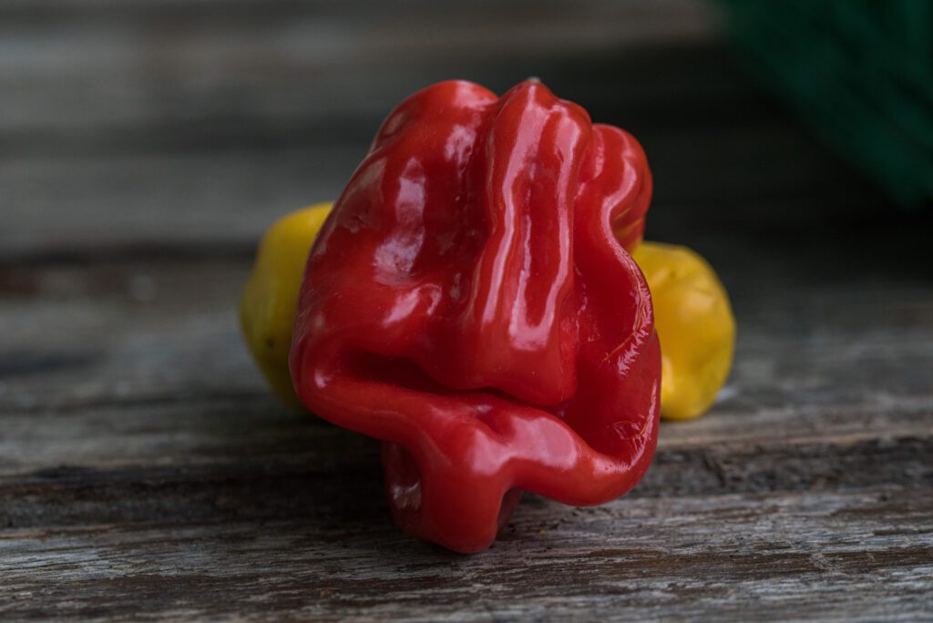 piment habanero