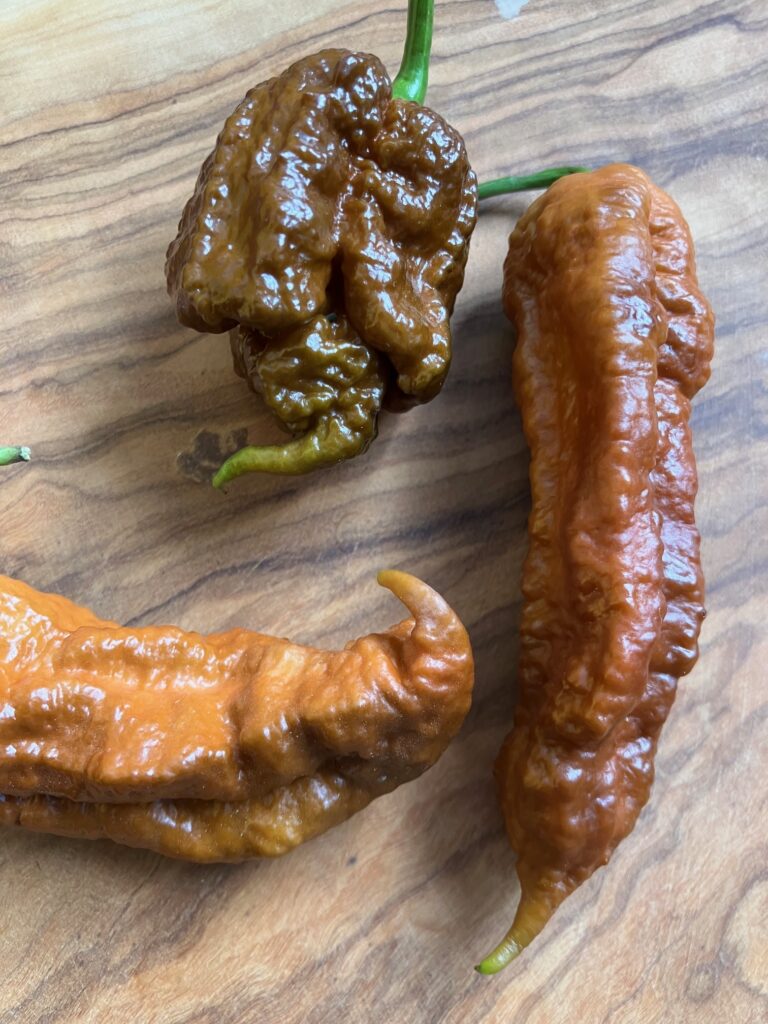 piment Brown Bhutlah