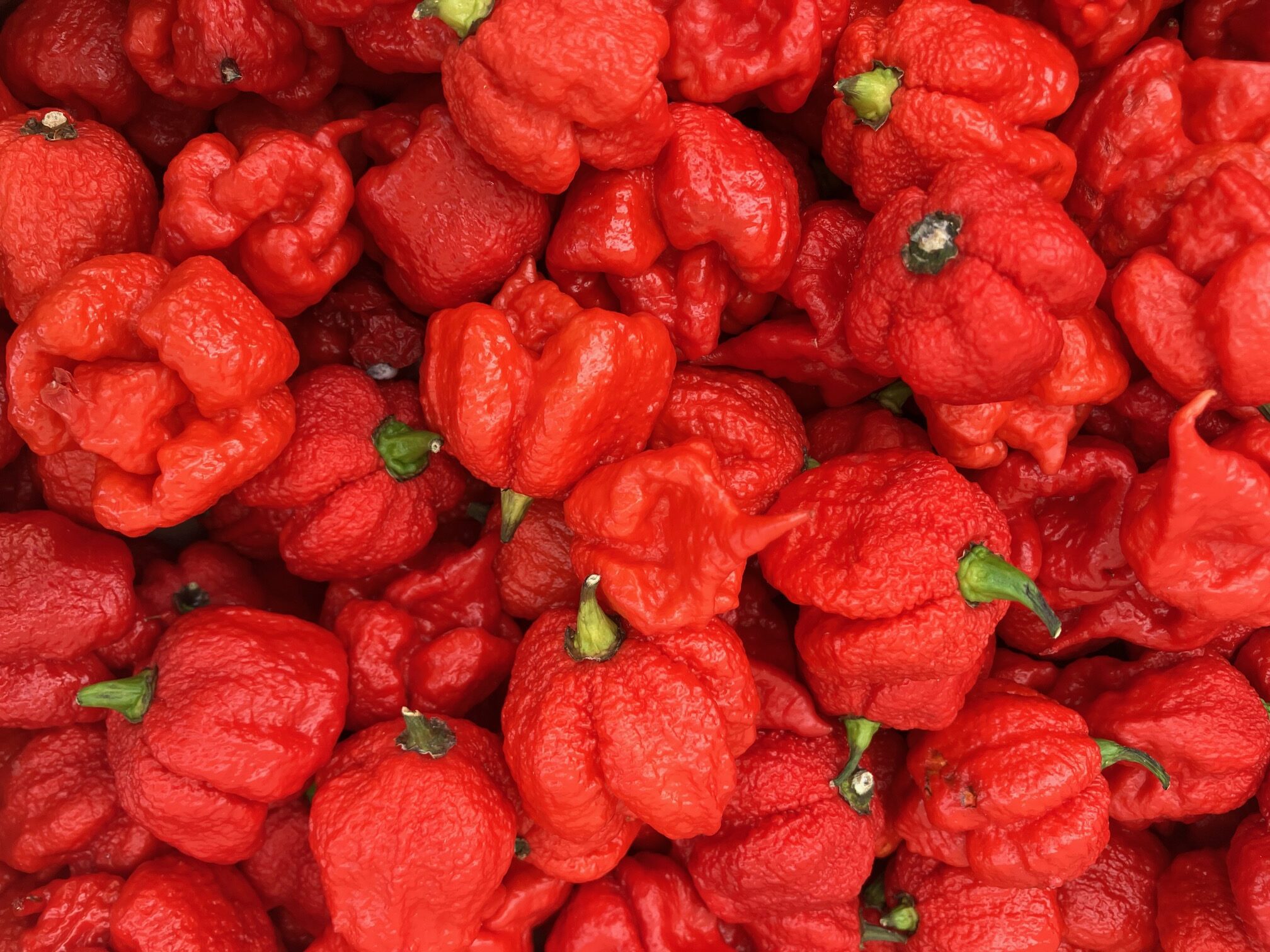 piment Carolina Reaper