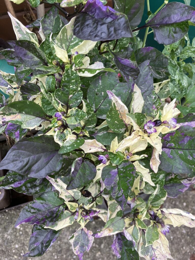 Scarlett Variegated Chili