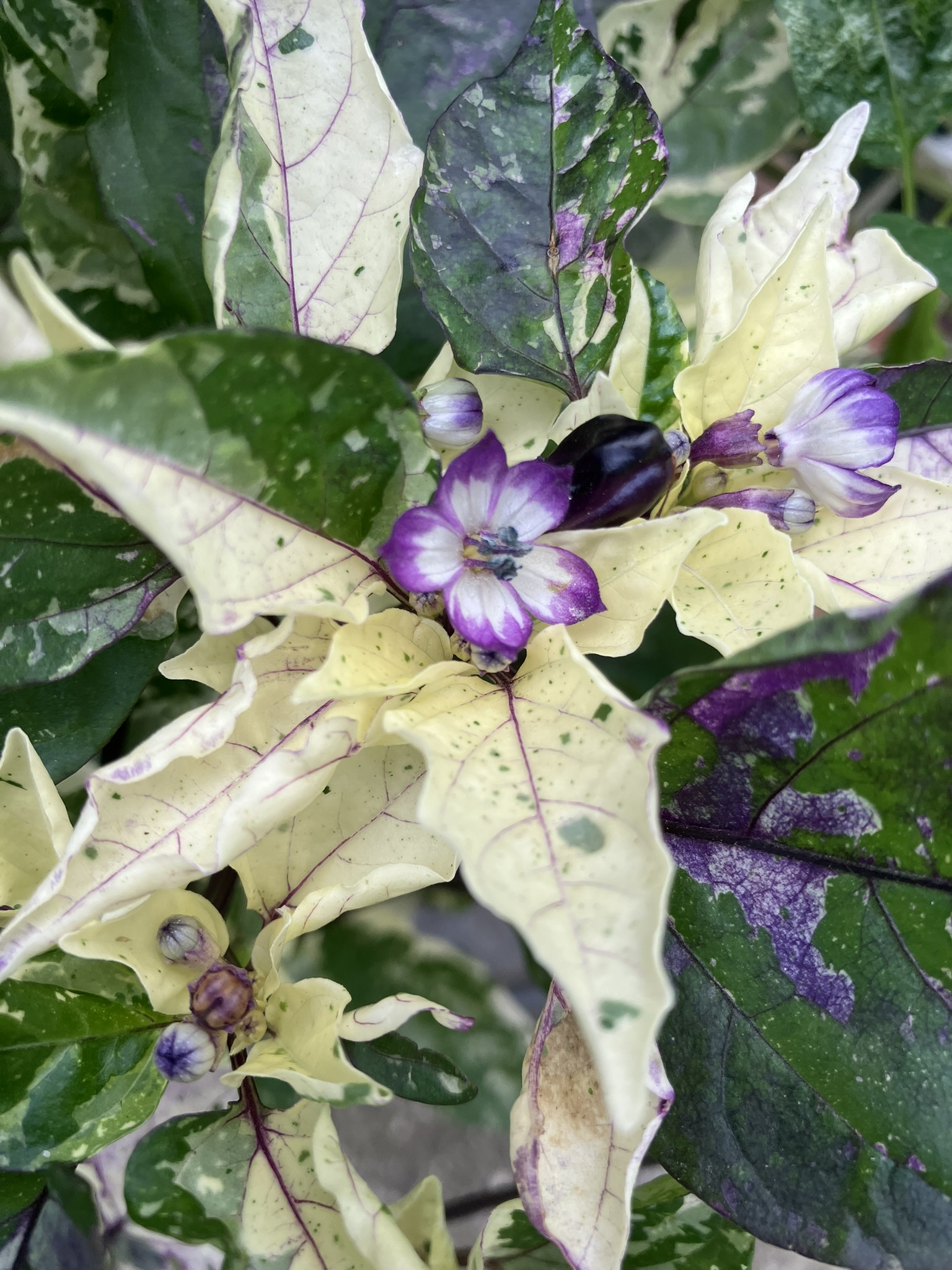 Les piments variegated 