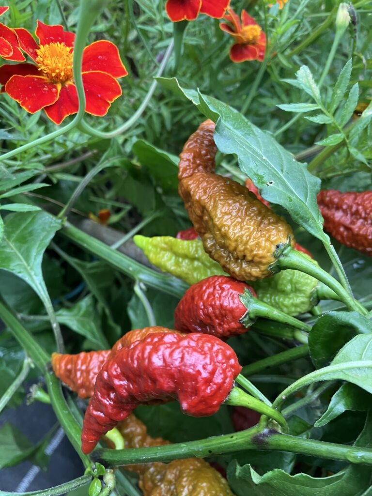 piments forts Léviathan