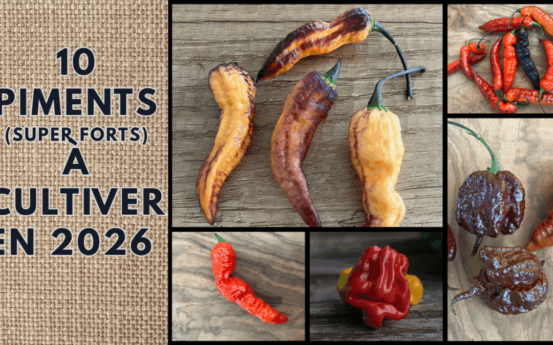 Top 10 des meilleurs piments : les piments forts & extrêmes les plus aromatiques